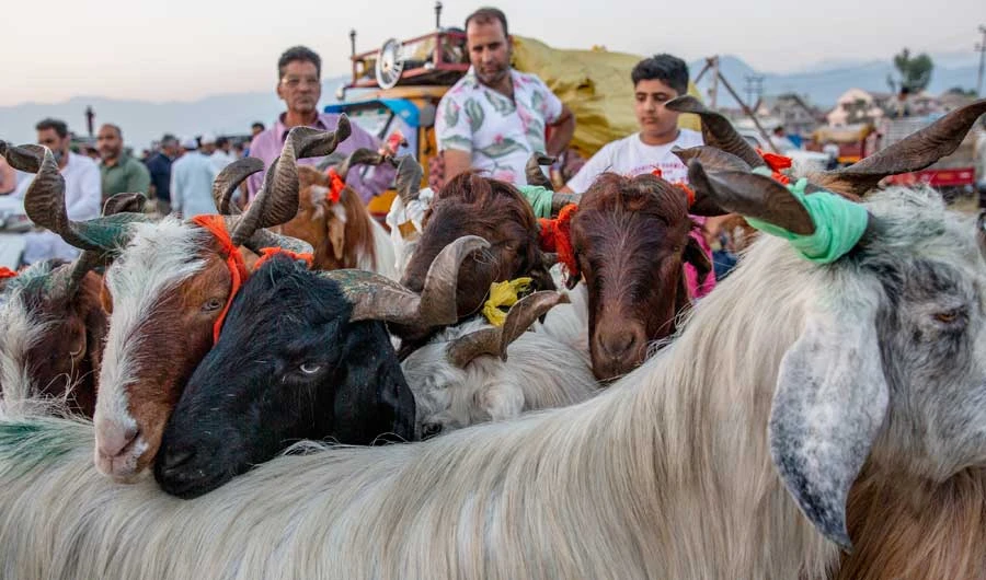Outcry in Kashmir over ban on Eid Al-Adha animal sacrifice