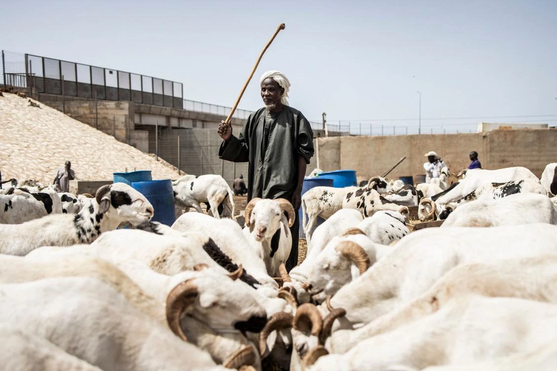 A Herdsman keeps watch over his sheep in one of Dakars biggest sheep markets in the popular neighbourhood of Pikine on July 7, 2021. (AFP)