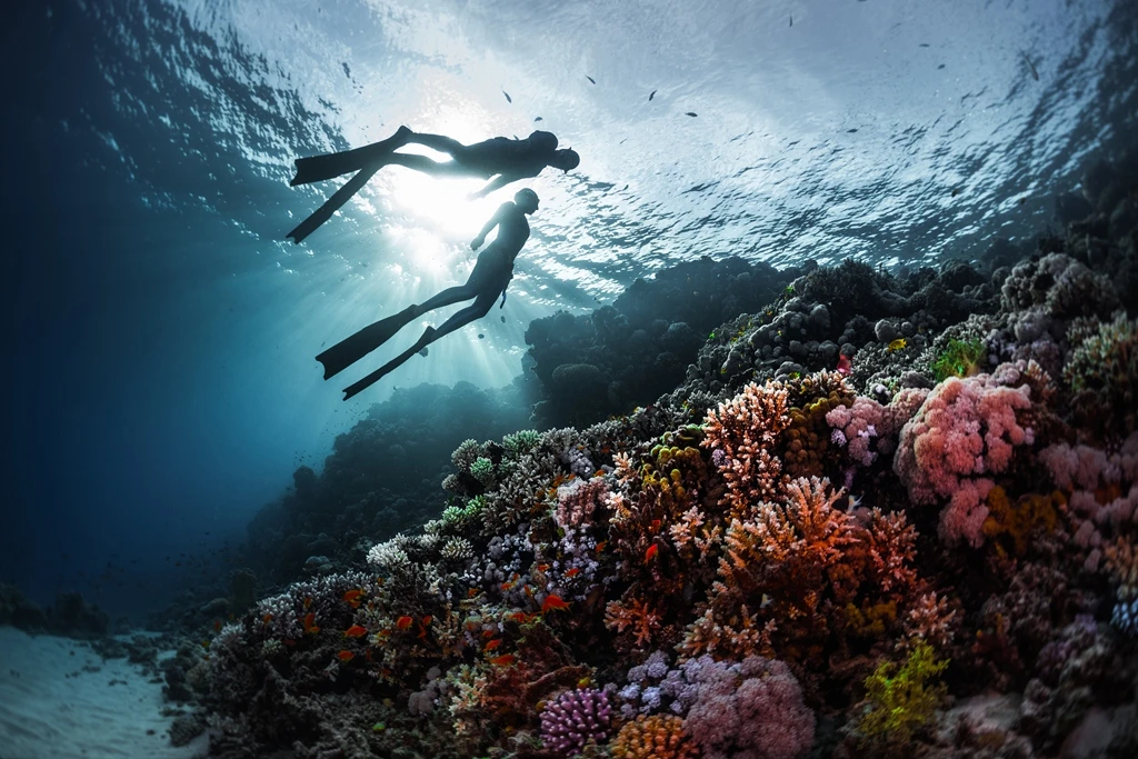Israeli-led mission sails to Sudan for major Red Sea coral study