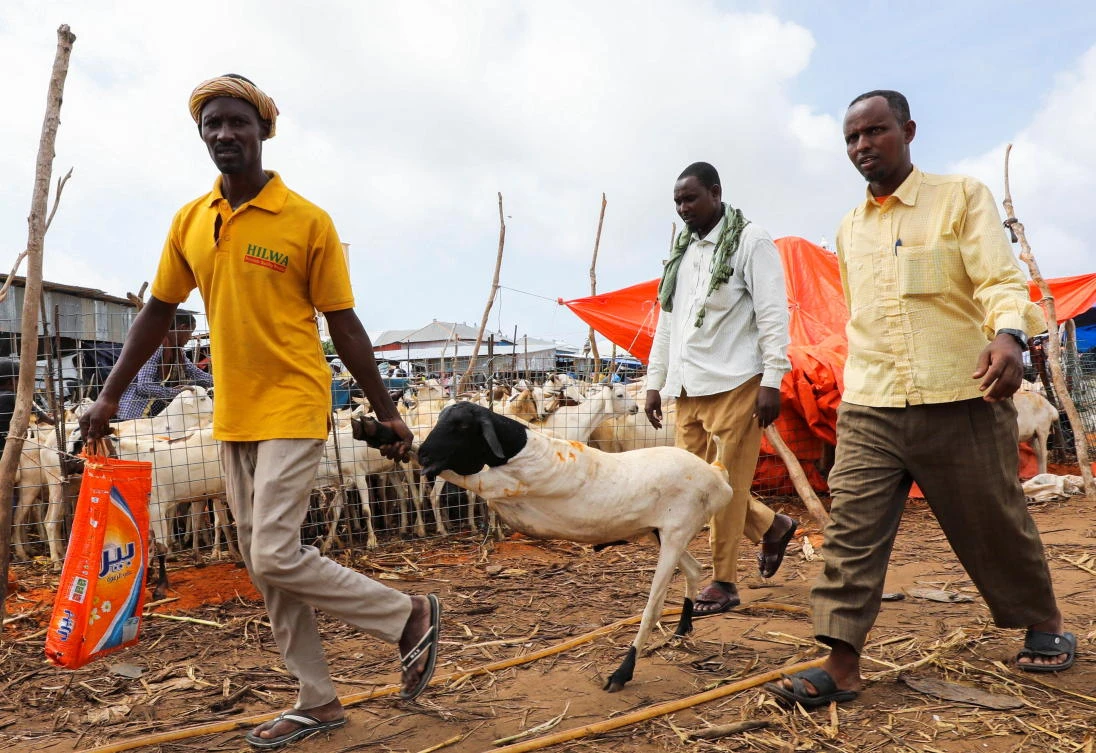 Residents buy sacrificial animals ahead of Eid al-Adha in Mogadishu, Somalia whose Al-Shabaab extremists warned on Monday politicians against taking part in elections this month after months of deadlock and delays. (Reuters)