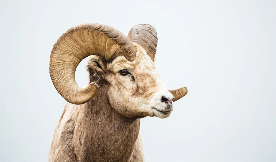 The Ministry of Commerce said that 83 outlets have been registered on its Maroof platform, offering e-shoppers a choice of sheep with a simple click. (Supplied)