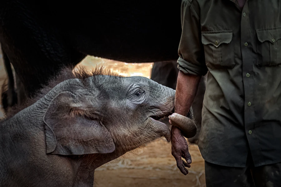 Photographed by Kishore Das. Supplied