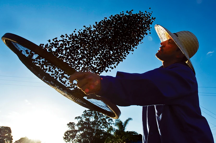 Coffee prices surge as Brazil frost hits crops