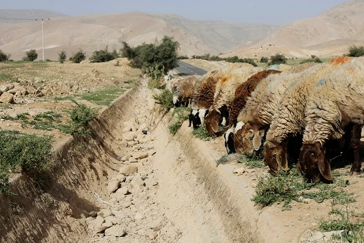 Sheep graze next to a dried out gulley usually flowing with spring water in the Palestinian village of Al-Auja, near Jericho, Mar. 7, 2014. (Reuters)