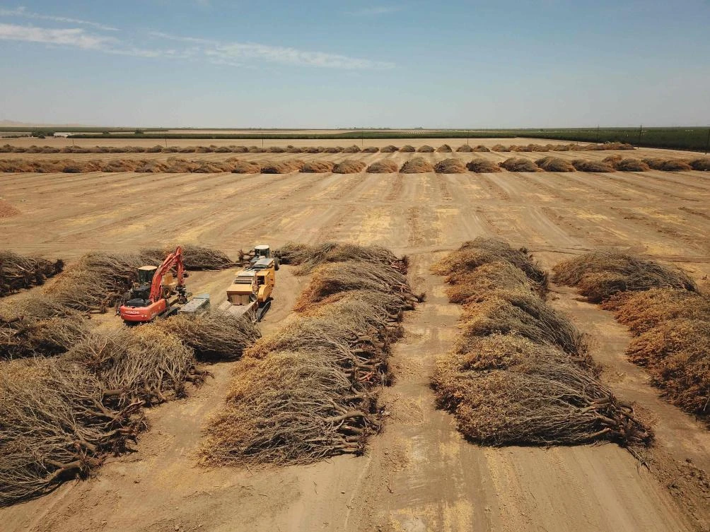 Dead almond trees lie in an open field after they were removed by a farmer in Huron, California, a town in the drought-stricken Central Valley, on July 23, 2021. (AFP)