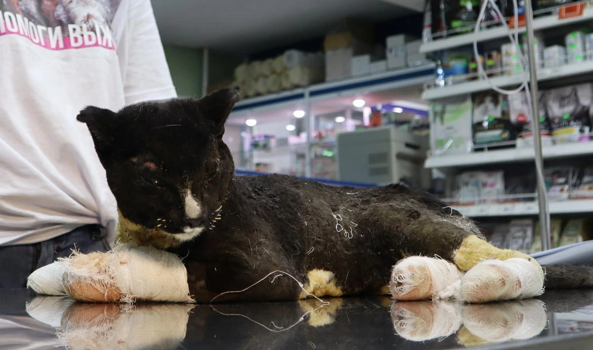 A cat injured during a wildfire in the village of Byas-Kyuyol and then rescued by local volunteers is pictured at a veterinary clinic in Yakutsk, Russia on Tuesday. (Reuters)