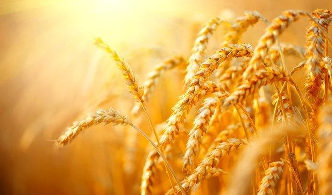 The USDA reduced its estimate of US wheat production to a 19-year low due to adverse weather. (Shutterstock)