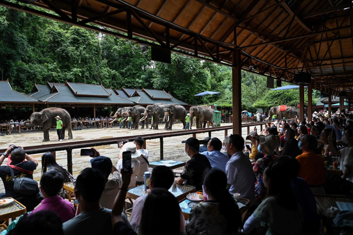 China villagers learn to live with elephant in the room