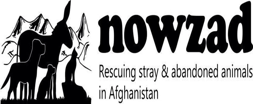 Briton can evacuate 200 dogs and cats from Kabul, UK rules