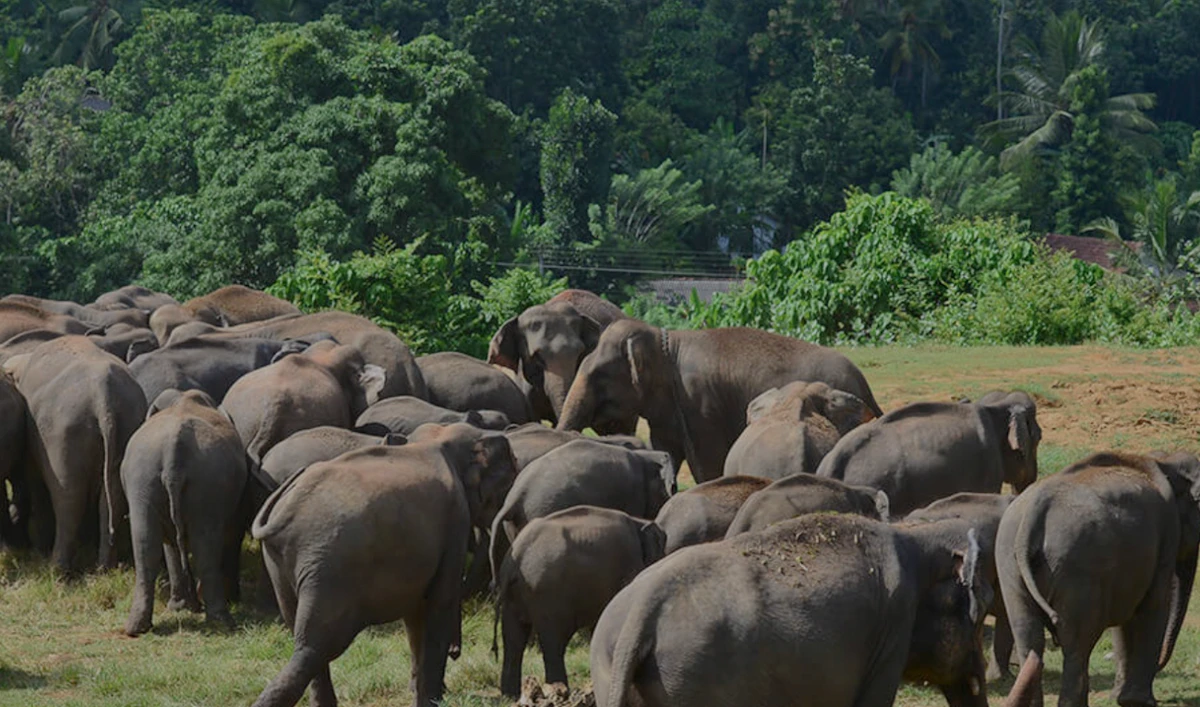 Sri Lanka looks to address complaints of ill-treatment of elephants with new animal protection laws. (Pinnawala Elephant Orphanage)