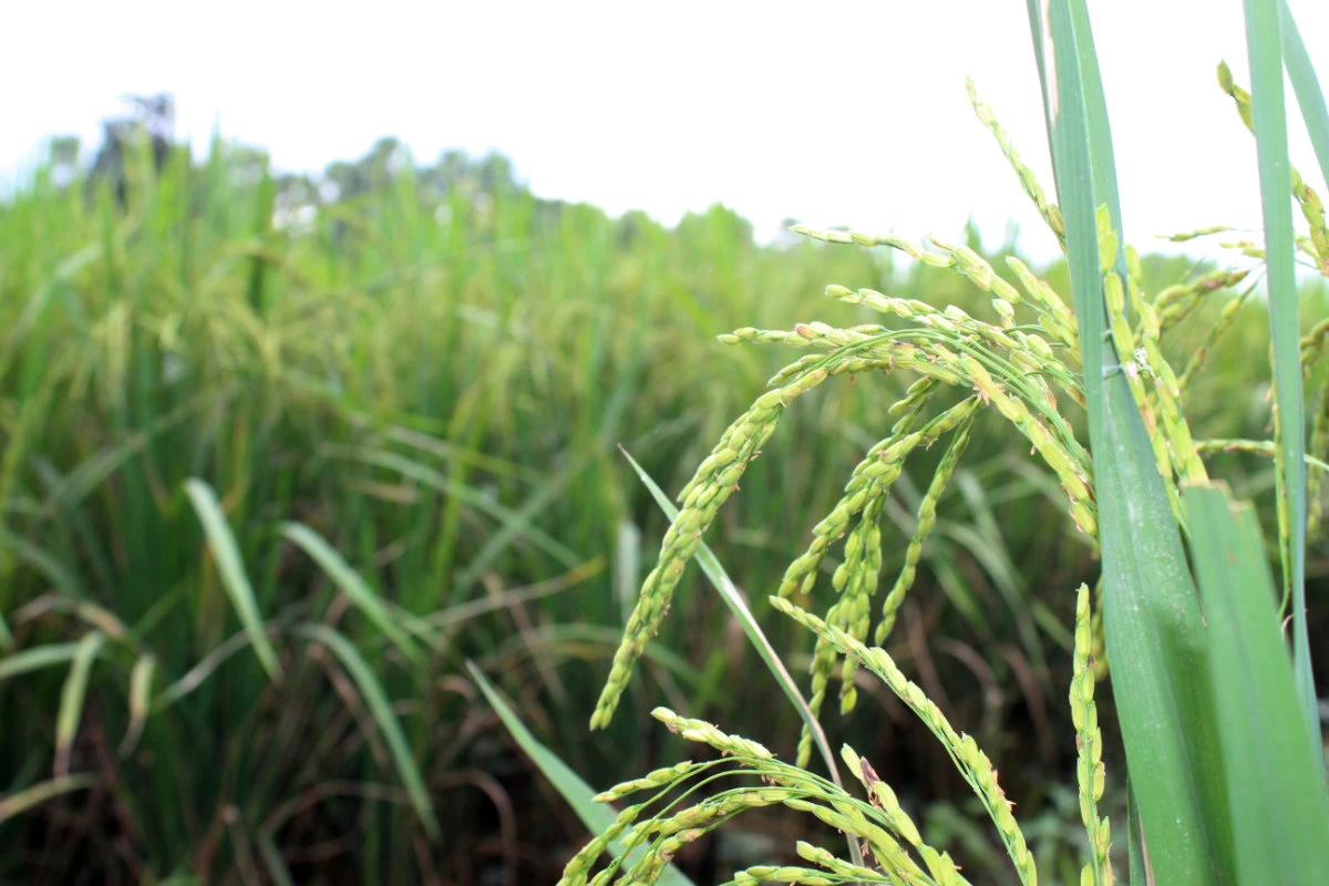 Philippines approves commercial use of genetically engineered rice