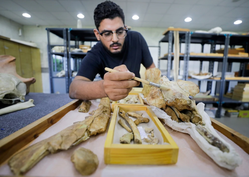 The new whale, named Phiomicetus anubis, had an estimated body length of some three meters and a body mass of about 600 kg. (Reuters)