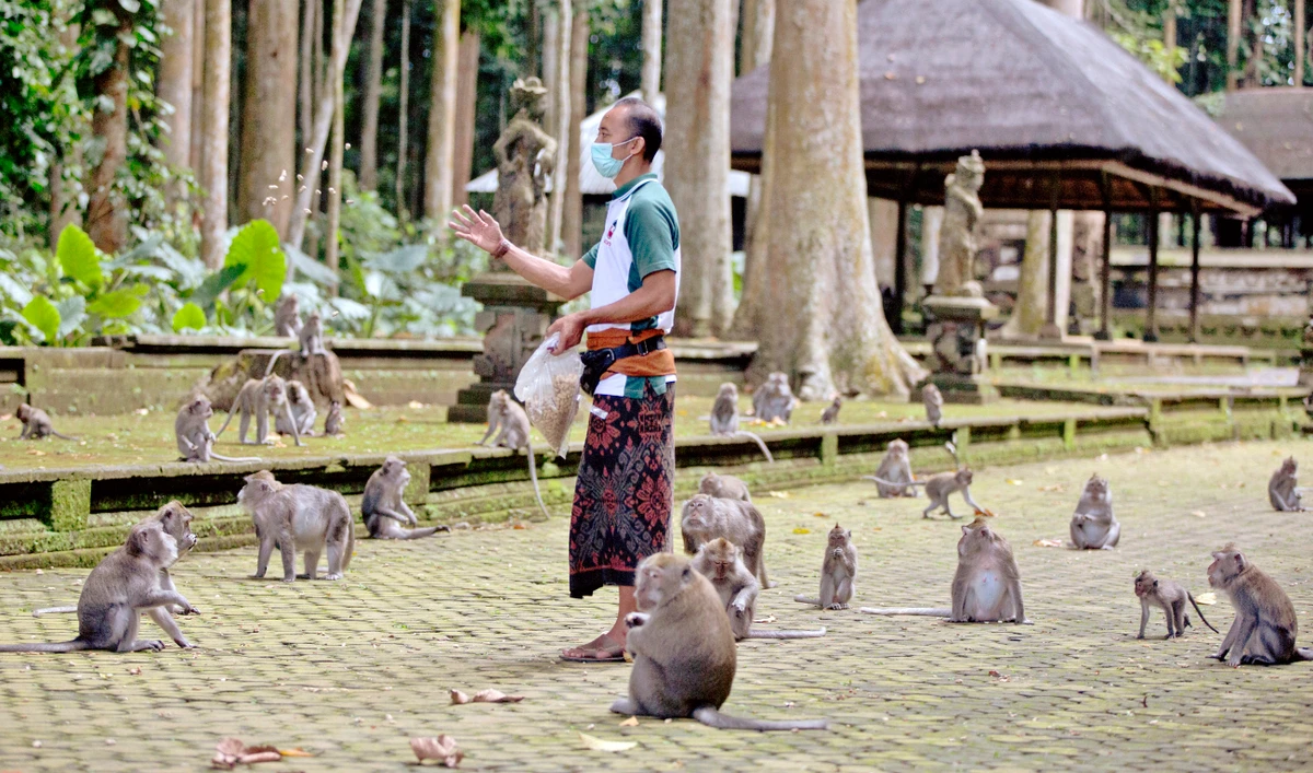 Made Mohon, the operation manager of Sangeh Monkey Forest, feeds macaques with donated peanuts during a feeding time at the popular tourist attraction site in Sangeh, Bali Island, Indonesia, Wednesday, Sept. 1, 2021. (AP)
