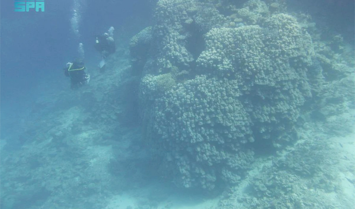 The discovery highlighted the beauty of marine life on Al-Waqadi. (SPA)