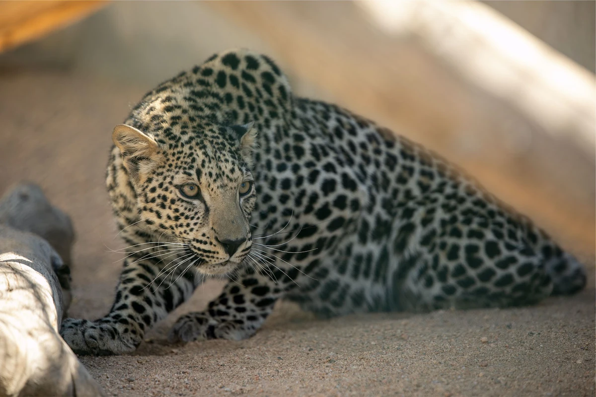 Saudi-led Catmosphere foundation launches global ‘Catwalk’ to raise awareness for big cats