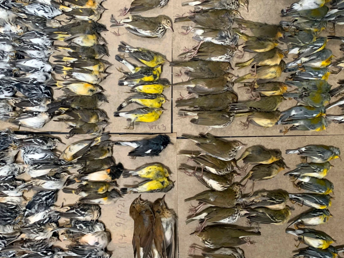 This photo provided by Melissa Breyer shows some of the dead birds collected in the vicinity of New York's World Trade Center on Sept. 14, 2021. (Melissa Breyer via AP)