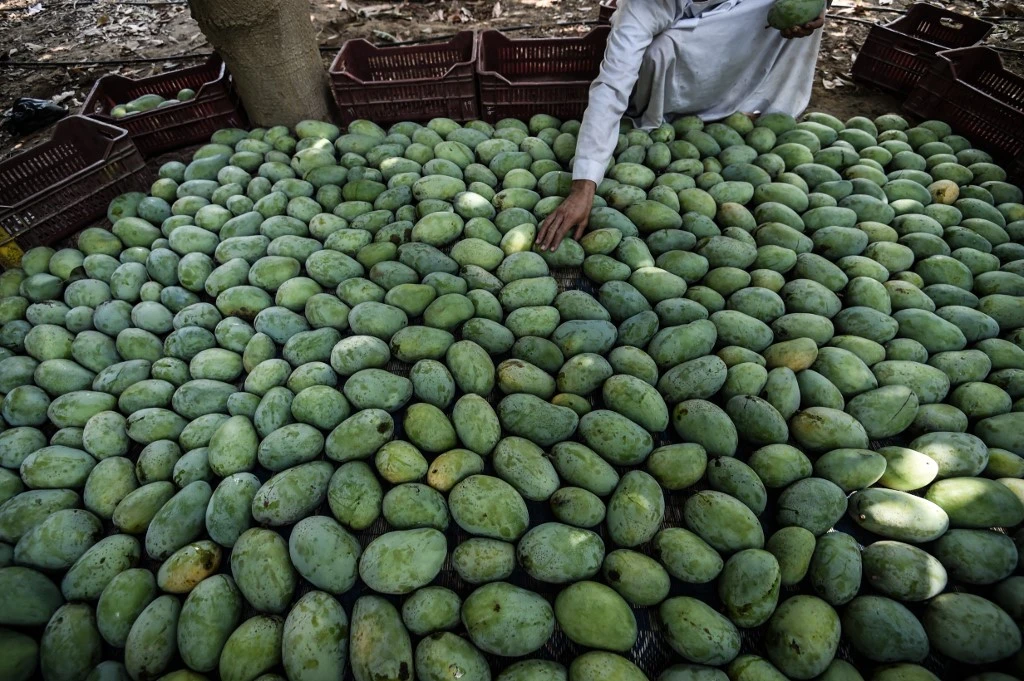 Official data revealed that Italy topped the list of the largest importers of Egyptian products during the first half of this year, recording $1.140 billion. (File/AFP)