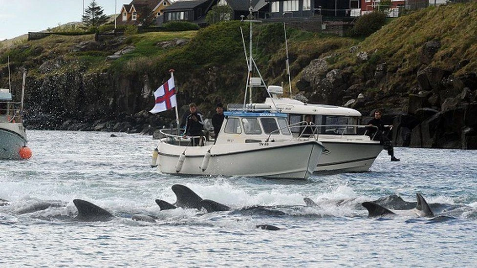 Faroe Islands mass dolphin slaughter casts shadow over tradition
