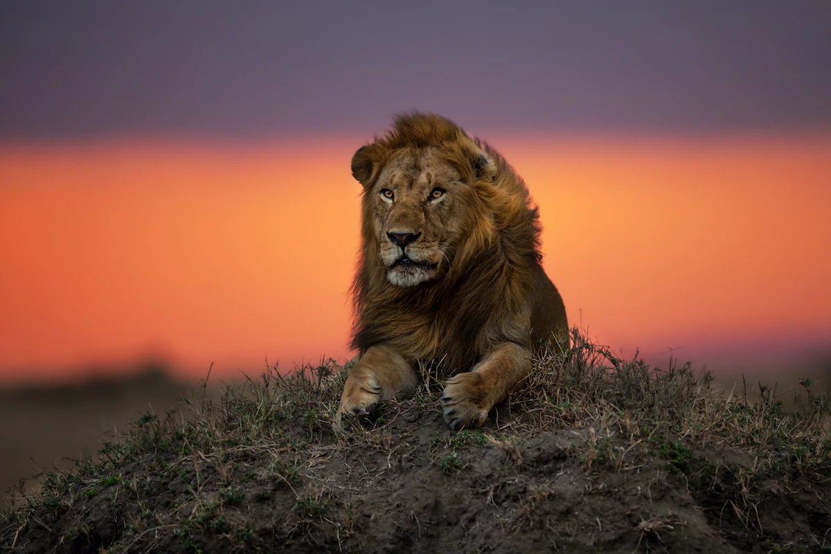 Princess Reema hopes global walkathon will raise awareness of plight of big cats