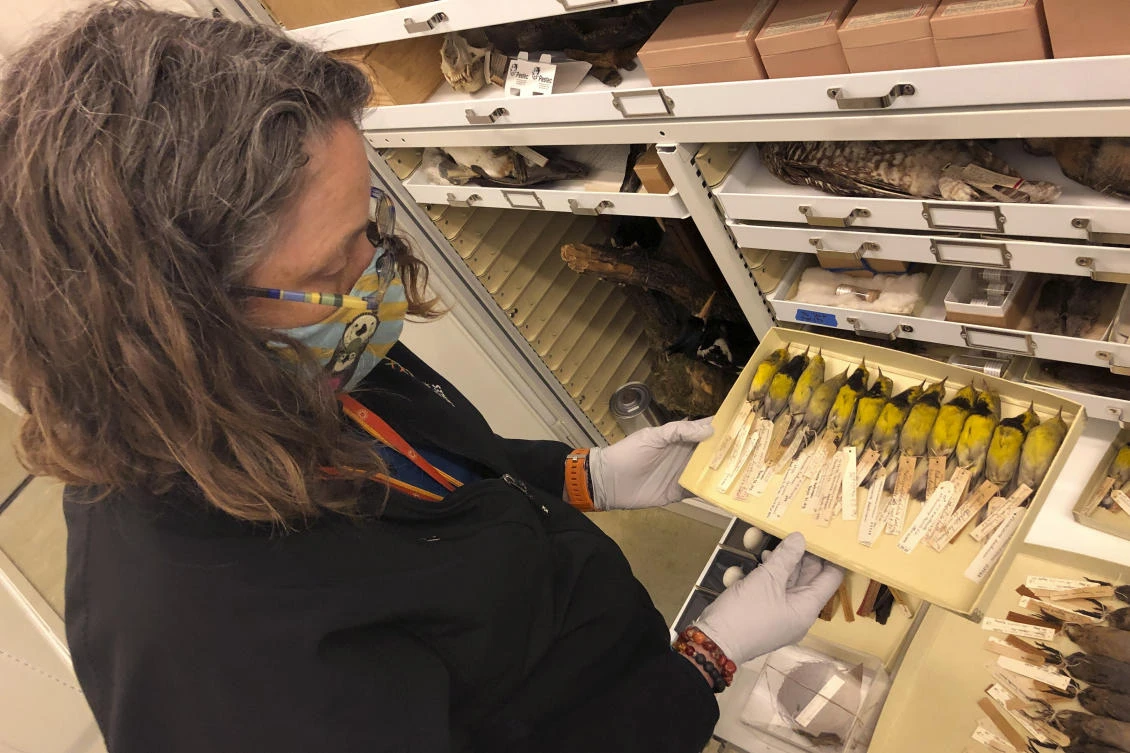 Moe Flannery, senior collections manager for ornithology & mammalogy at the California Academy of Sciences, holds a tray containing Bachman’s warblers in their specimen collection in San Francisco. (AP)