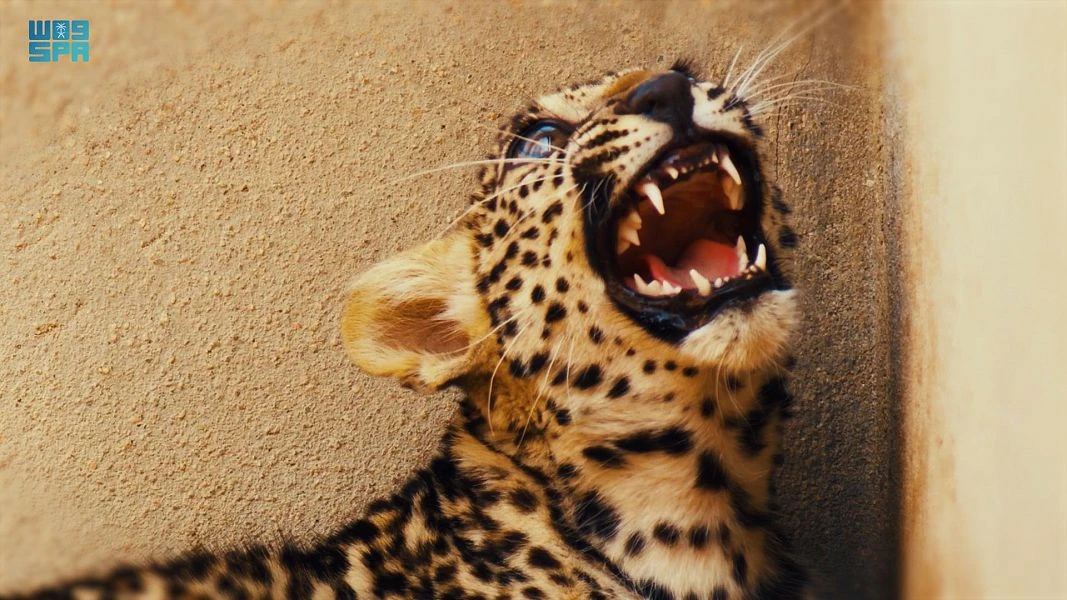 The International Union for Conservation of Nature classifies the Arabian leopard as critically endangered. (SPA)
