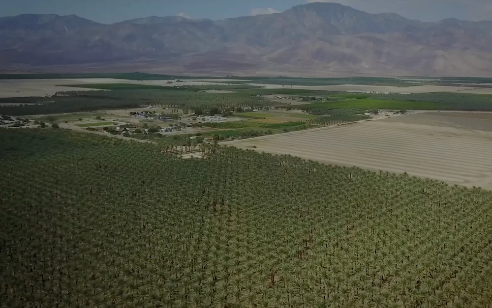 The Californian valley where Arab date palms have flourished