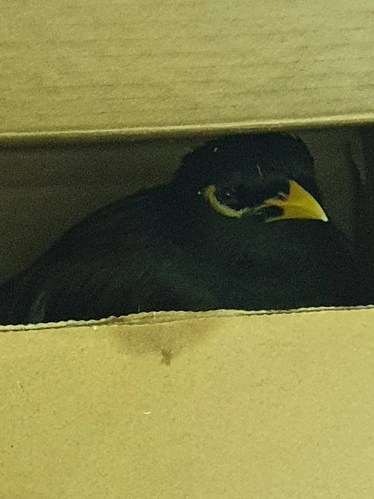 Juji, an Afghan migrant girl’s mynah bird, is being looked after by French ambassador to the UAE Xavier Chatel. (Twitter/@Xavier_Chatel_)