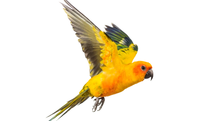 The sun parakeet, also known as the sun conure, is a medium-sized, are colored parrot native to South America. (Shutterstock)