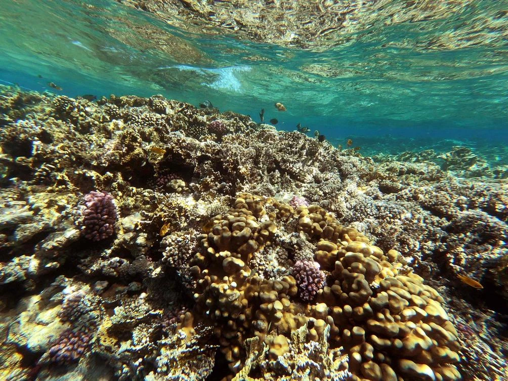 Healthy corals provide a habitat to nearly quarter of marine life, besides shielding the world from natural disasters. These reefs with their dazzling hues are threatened by rising sea temperatures due to climate change and global warming. (AFP)