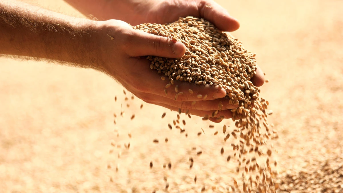 The FAO’s cereal price index rose by 2.0 percent in September, led by a near 4 percent increase for wheat prices. (Shutterstock)