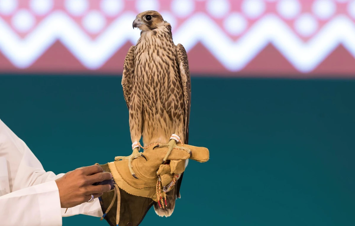 The most expensive falcon broke the previous record, which was set on the first night of the auction, for a Peregrine (Shaheen) falcon from Al-Masnaah. (SPA)