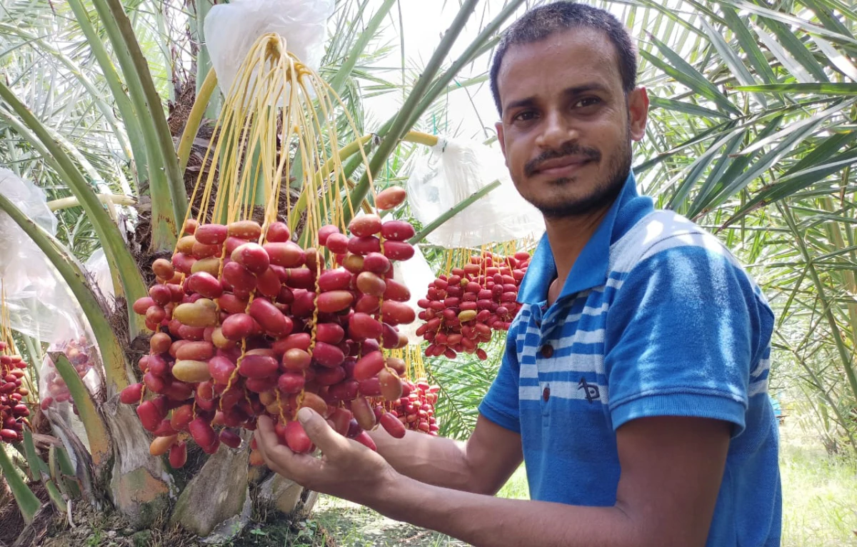 Obaidul Islam Rubel at his date orchard in Chapainawabganj, Bangladesh. He introduced dates cultivation in his country in 2017. (Supplied)