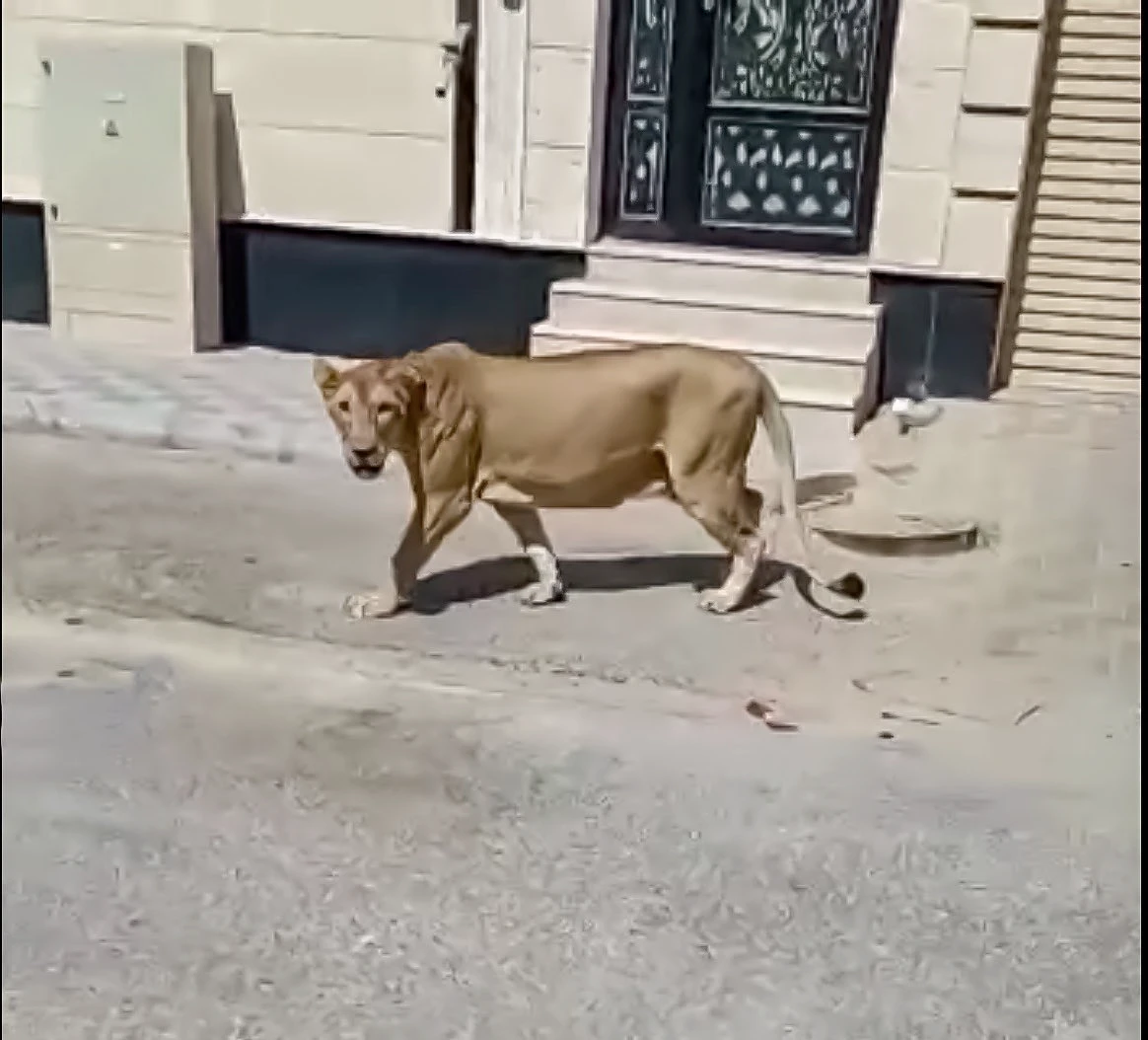 Stray lion spotted in the streets of the Saudi city Khobar