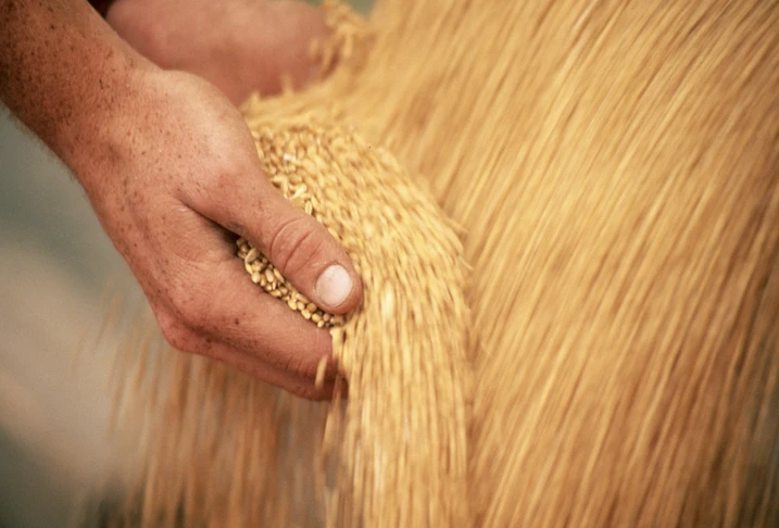 Top wheat importer Egypt refuses to buy in grain due to soaring prices