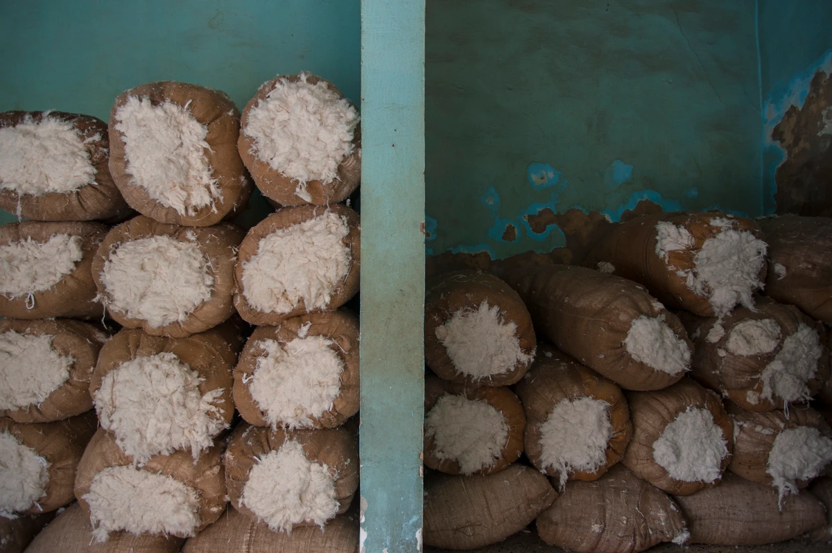 Bales of refined Egyptian cotton piled and stored on sack ready to be sold (Getty)