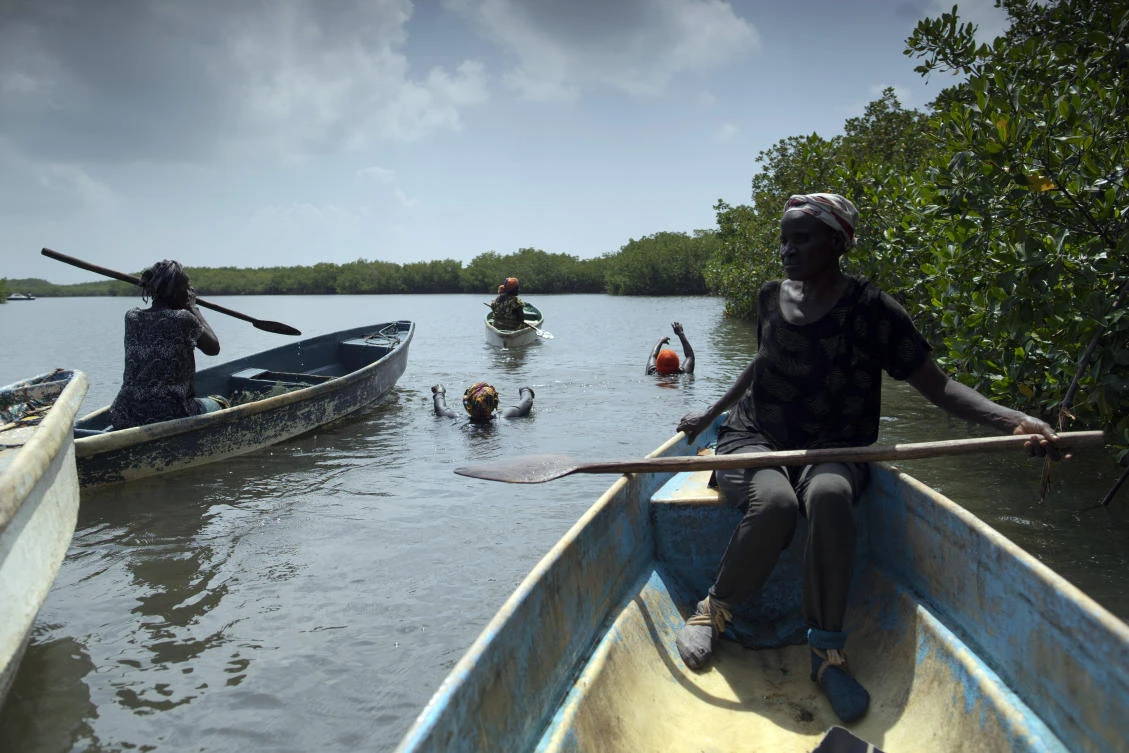 Fatou Jatta, right, holds her paddle as she works with her colleagues to catch fish and crabs from the mangrove in the estuary waters of the Gambia river in Serrekunda, Gambia, Saturday, Sept. 25, 2021. (AP)