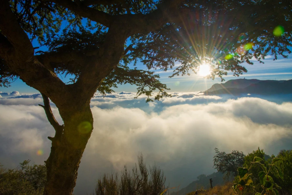 Saudi tree-planting deal boosts Kingdom’s afforestation drive