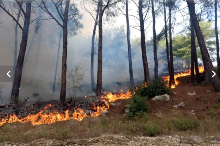 Syria says 24 executed over starting wildfires