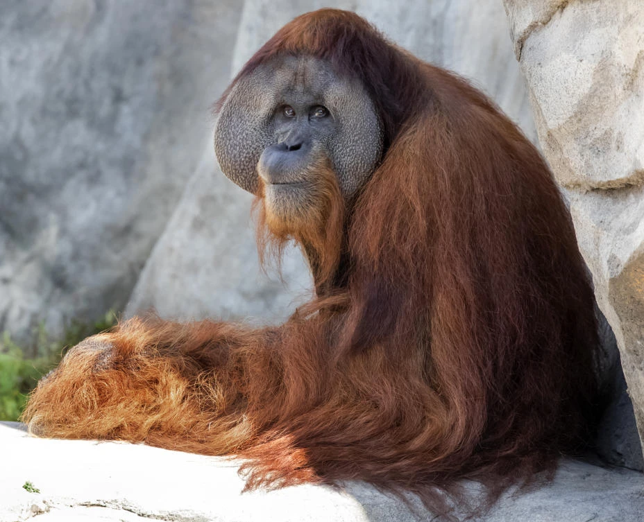 Endangered orangutan in New Orleans expecting twins