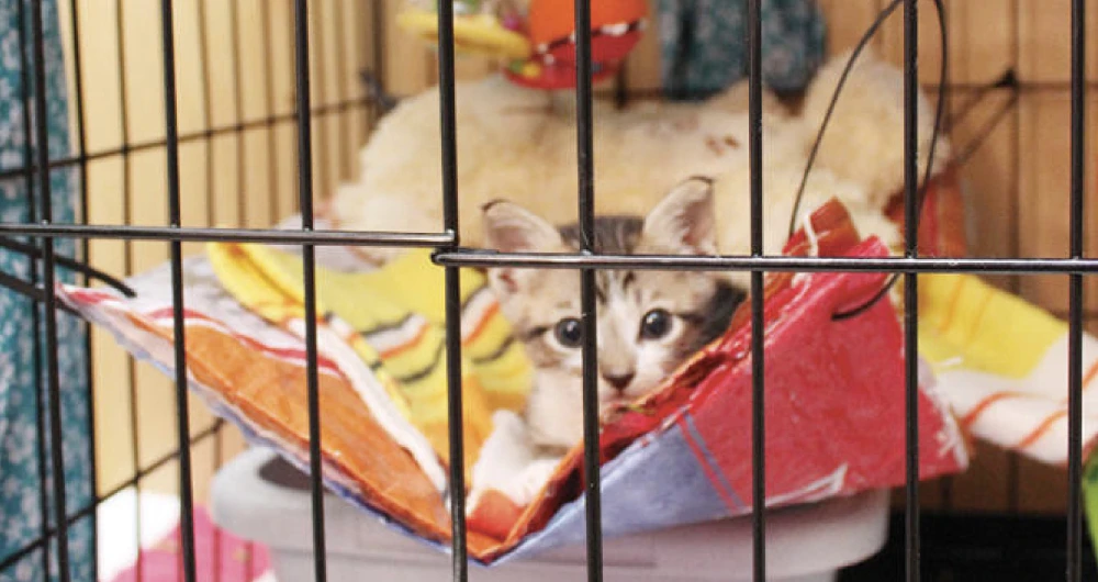 The Gus Hope shelter runs a shelter for cats and rescues strays. (AN photo)