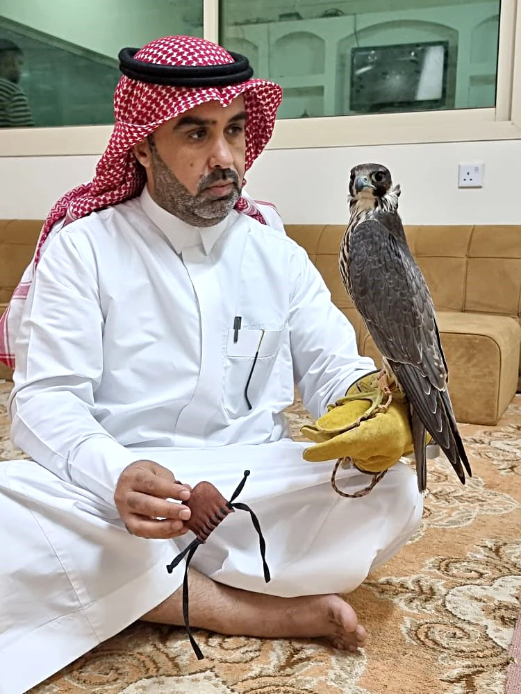 Saad Mallouh Aldahmashi, owner of Sultan Falcon Center, shows one of his most precious falcons. He hopes the number of auctions increase in Saudi Arabia. (Supplied)
