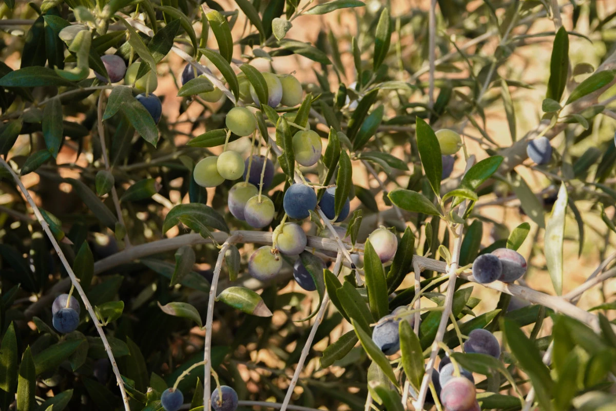 Saudi Arabia’s green oil: Ancient meets modern as the ‘smart farmers’ of Jouf reap a rich olive harvest