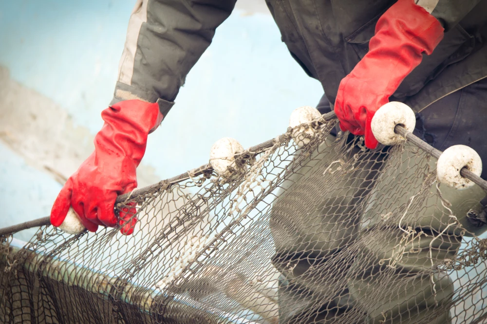 In recent years, the efforts of the Kingdom in fishery conservation have resulted in an increase in the volume of seafood production. (Shutterstock)