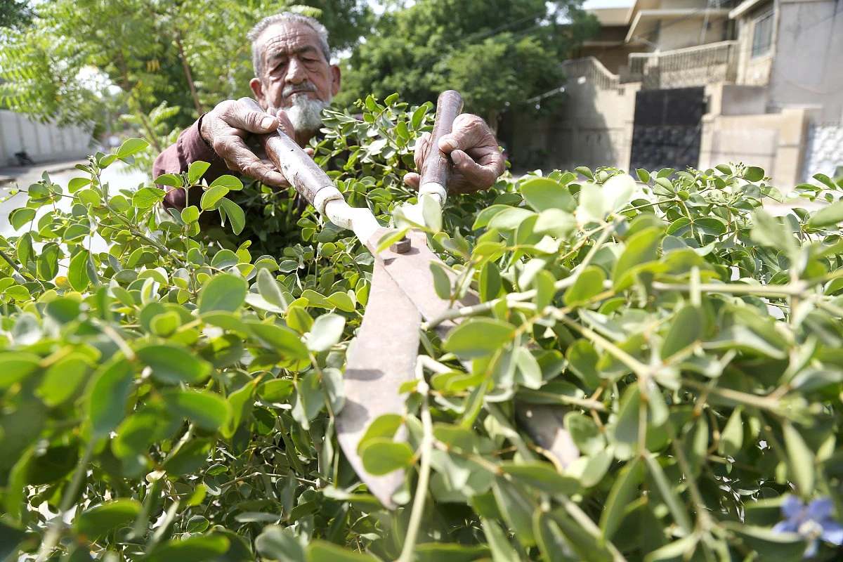 Sabir Gul, 69, prunes a plant in Karachi on Tuesday. Gul is hoping to make a difference in the climate-change war. (AN photo)