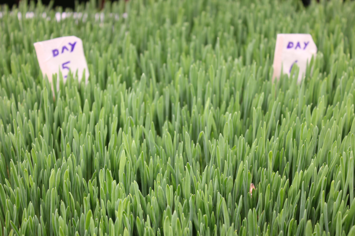 A scene at 'AGRA Middle East Exhibition' held at Dubai World Trade Centre in March 2020 for the crop farming, aquaculture, animal farming, veterinary and agratech industries. (Shutterstock)