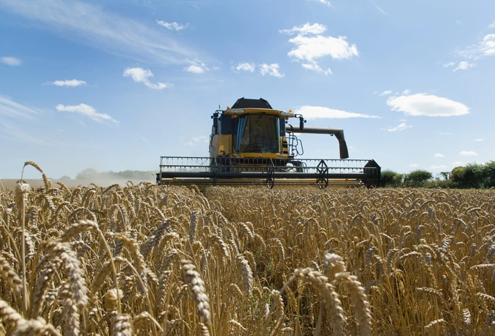 Thresher harvesting wheat (Getty)