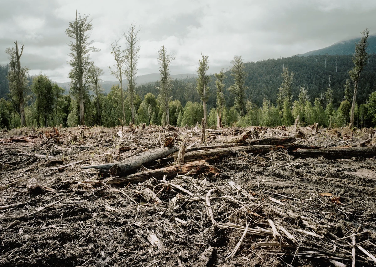 At COP26, over 100 countries pledge to end deforestation