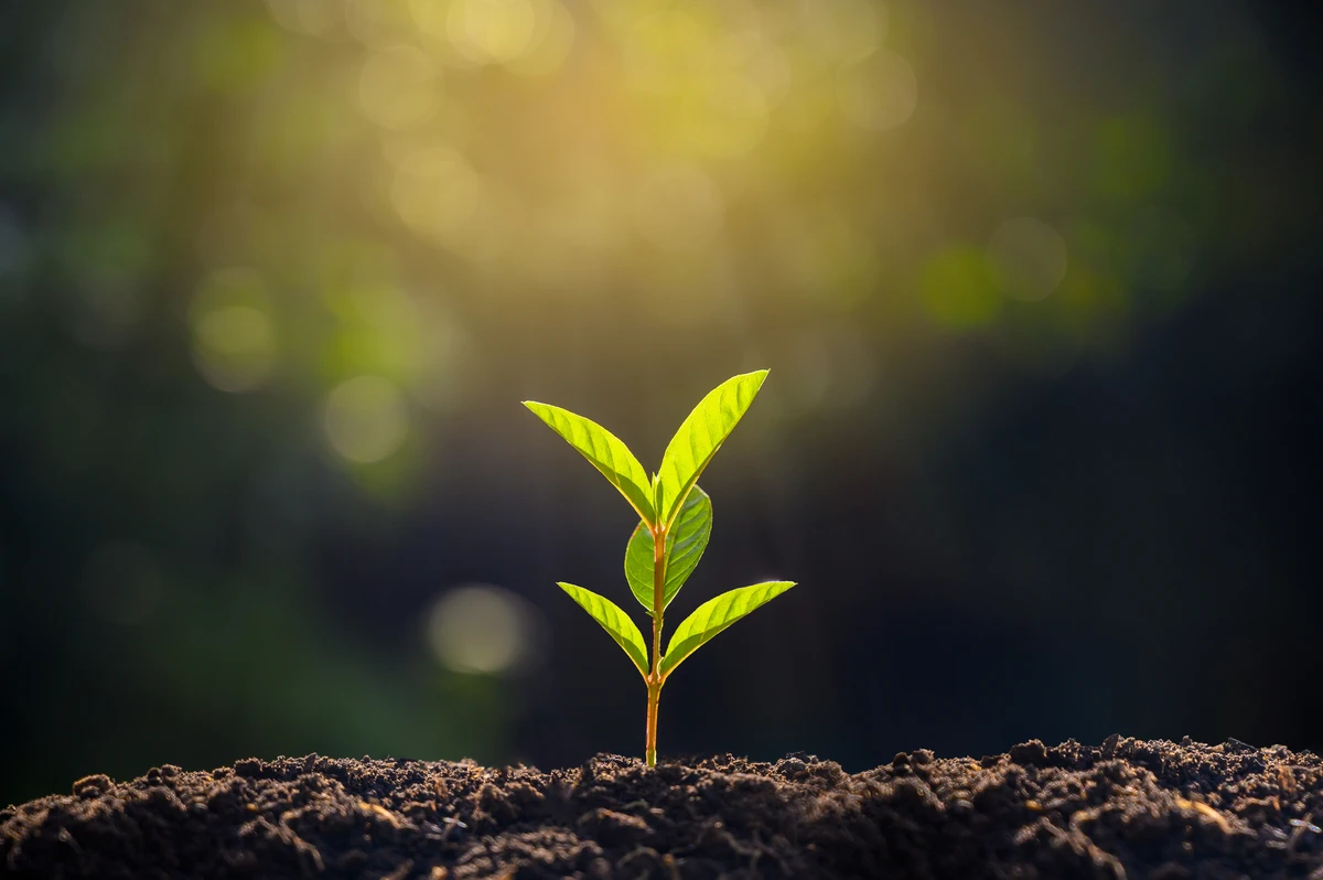 TAWAL to plant 3,000 trees in line with the Saudi Green Initiative