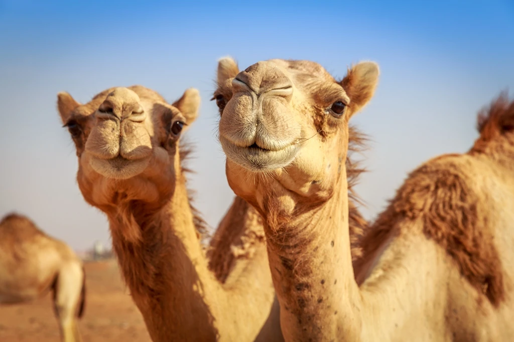 Eight camels and a llama took to the streets of Madrid overnight after escaping from a nearby circus, Spanish police said on Friday. (Shutterstock)