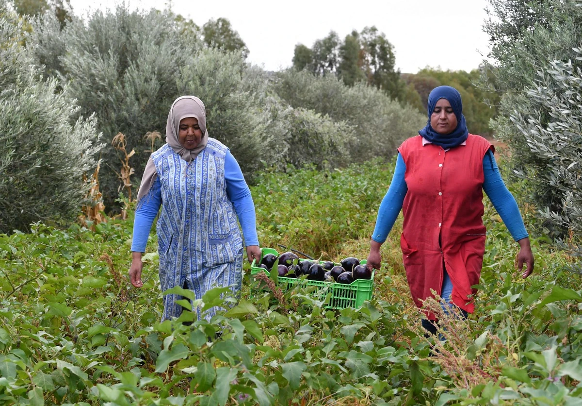 Organic farmers find fertile ground in North Africa